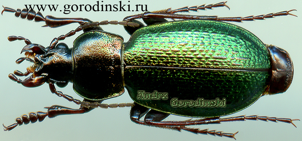 http://www.gorodinski.ru/carabus/Semnocarabus transiliensis.jpg